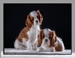 Dwa, Szczeniaki, Cavalier King Charles spaniele