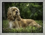 Leżący, Cocker spaniel amerykański